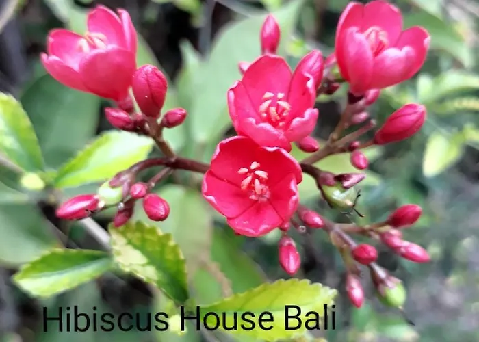 Hibiscus House Bali 4*
