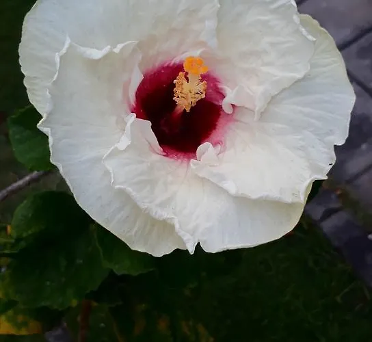 Hibiscus House Bali Gasthuis Pemuteran