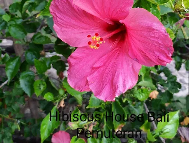 Hibiscus House Bali Gasthuis Pemuteran