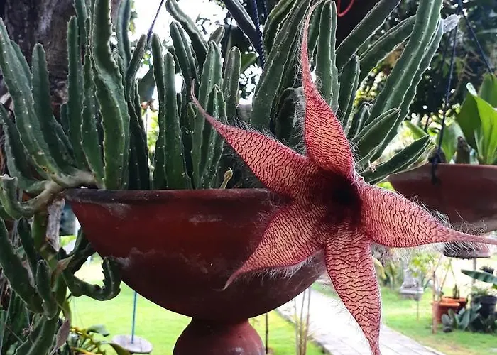 Hibiscus House Bali Gasthuis Pemuteran